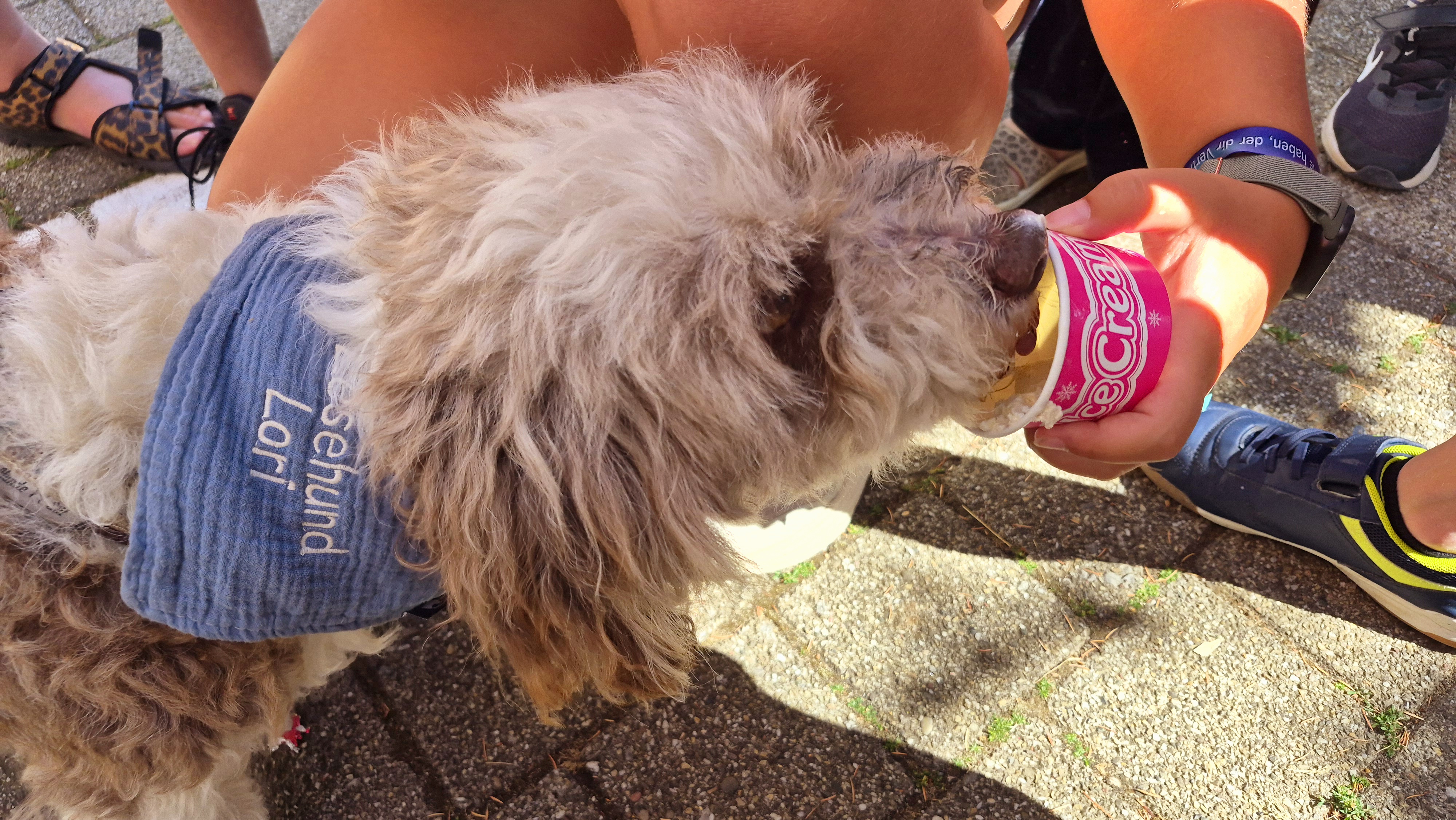 Foto mit Hund, der ein Becher mit einem Eis darin schleckt